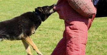 dog-attack-prank-987-1