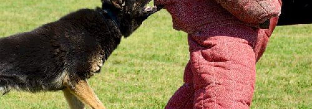 dog-attack-prank-987-1
