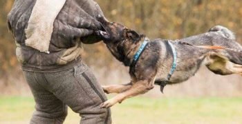 dog-attack-prank-987-2