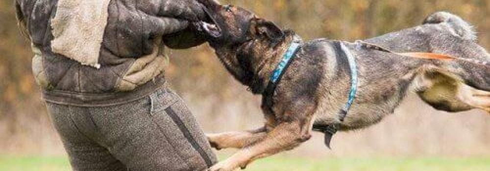 dog-attack-prank-987-2