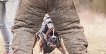 dog-attack-prank-987-3