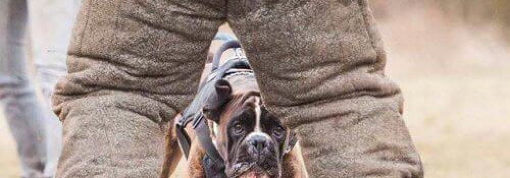 dog-attack-prank-987-3