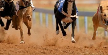 greyhound-racing-1