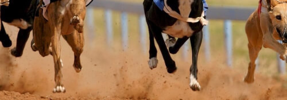 greyhound-racing-1