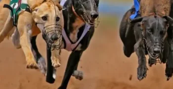 greyhound-racing-11