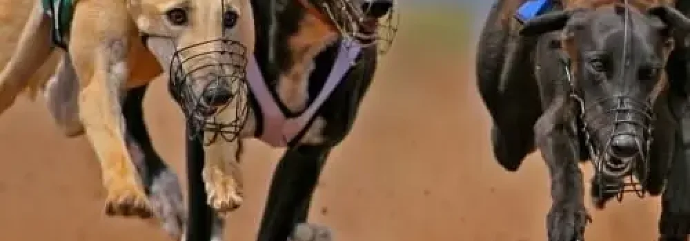 greyhound-racing-11